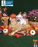 maltese puppy posted by little paws kennel